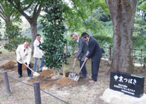 名古屋城中京椿植樹